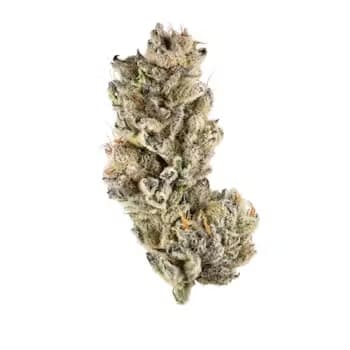 Purple Punch S1 > Elev8 Seeds | Feminized Cannabis   |  Indica